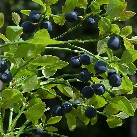 Zrub House карпати *