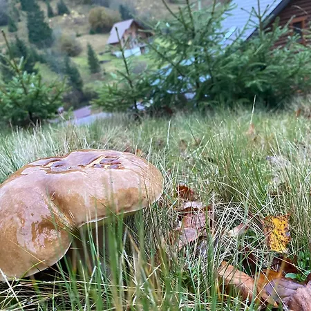 Chalet Zrub House карпати Nizhnyaya Rozhanka