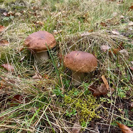 Zrub House карпати